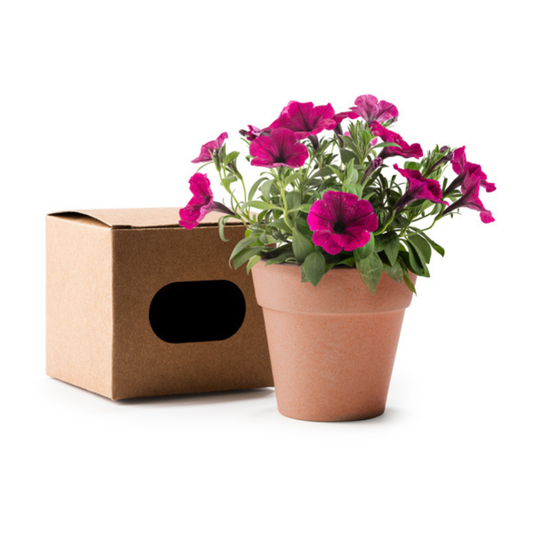 Semillero petunia comunión